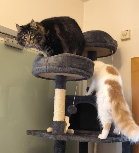 Coonie-Jungs und Coonie-Mix-Kastraten