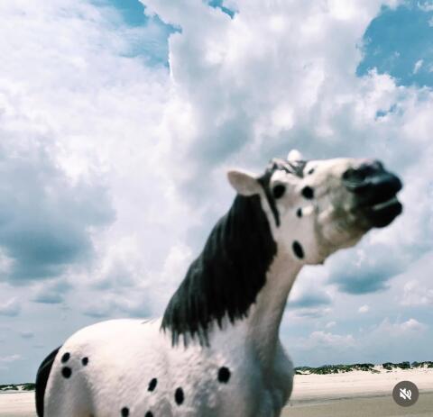 Suche Noriker/Haflinger