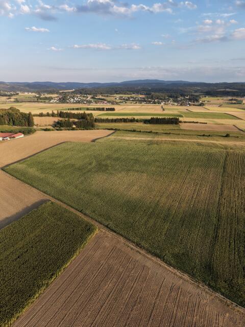 Silomais ab Feld zu verkaufen