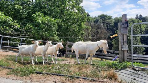 Saanenziegen Zuchtbock und Böcklein