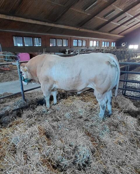 Blonde-Aquitaine-Zuchtstier