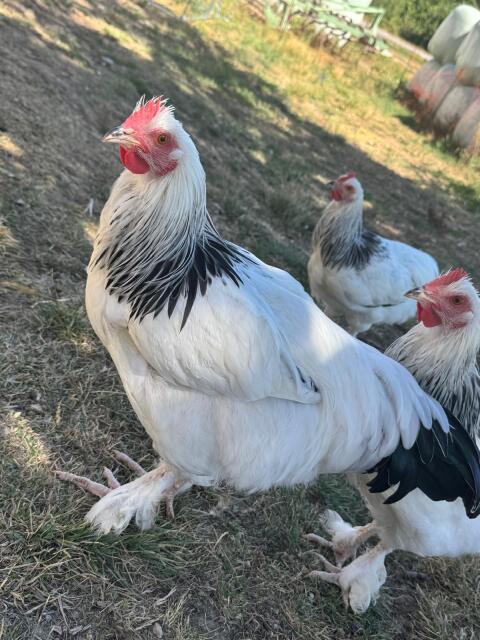 3 Sundheimer Hähne