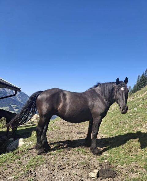 Noriker Rappstute