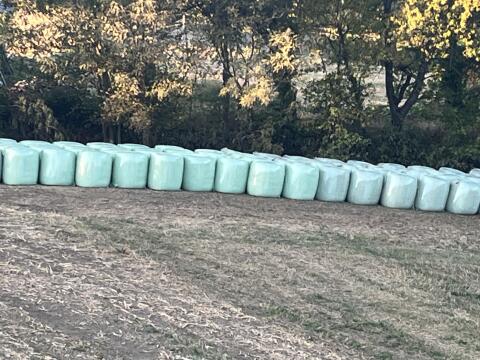 Maissilage