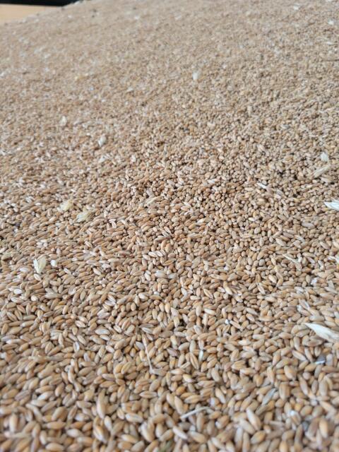 Bio-Triticale, Bio-Wintergerste