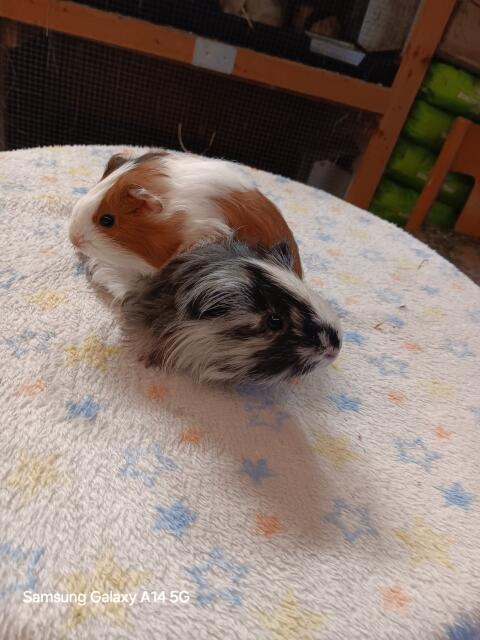 Meerschweinchen