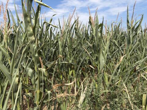 Silomais ab Feld