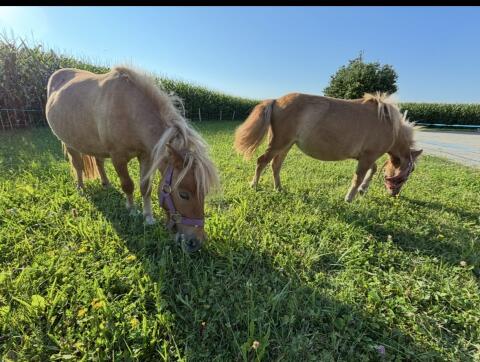 Mini-Pony