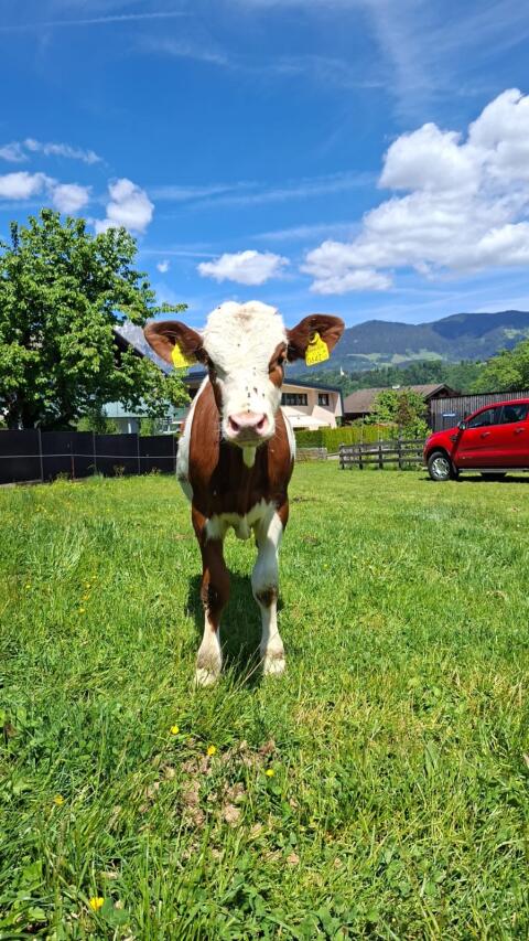 Kalb