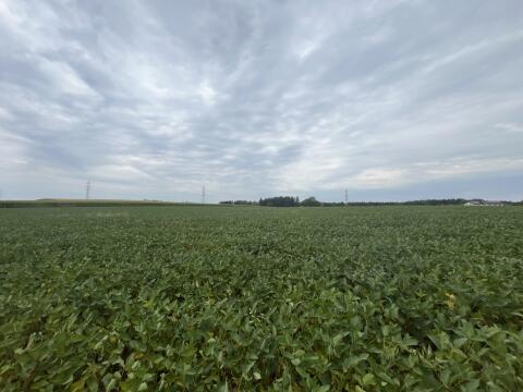 Soja-GPS, Sojabohnen-Silage