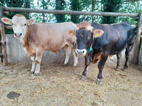 Murbodner Stier