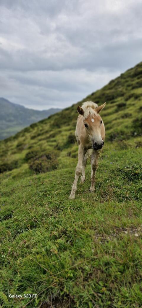 Tiroler Haflinger Hengstfohlen