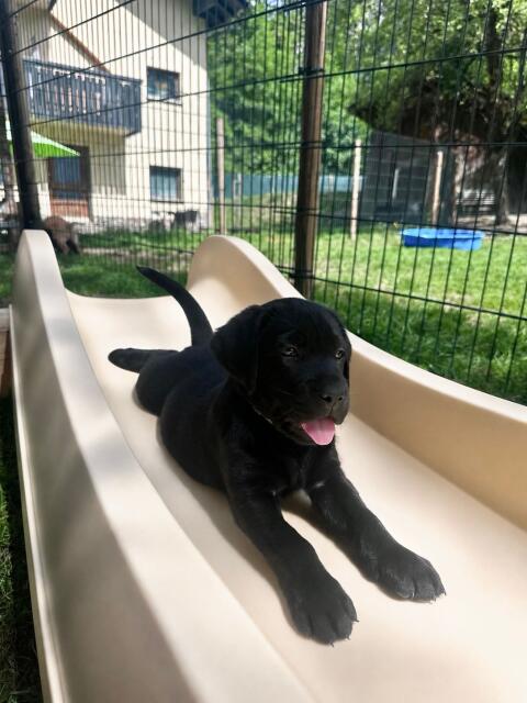 Labrador-Welpen