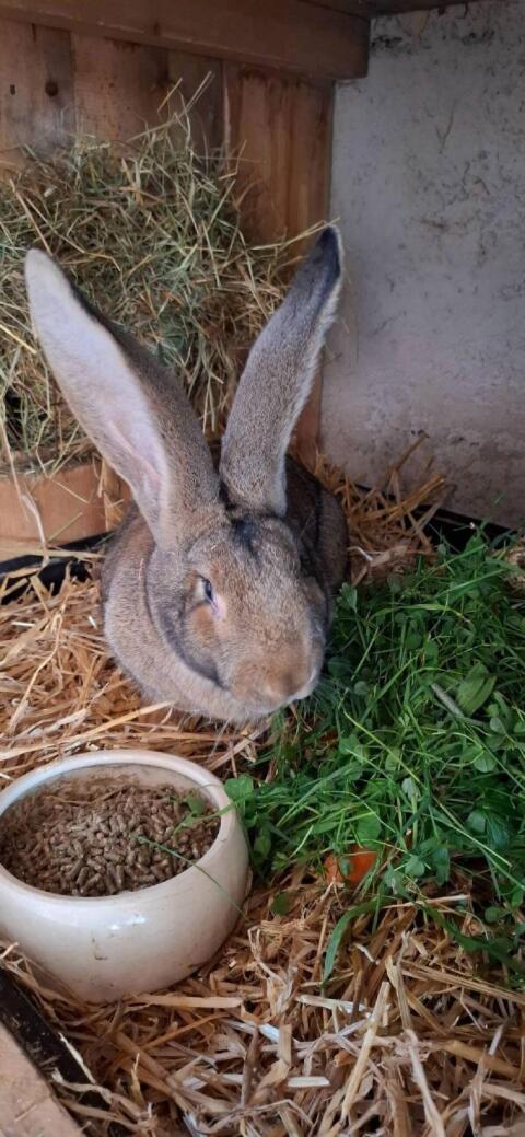 Hasen