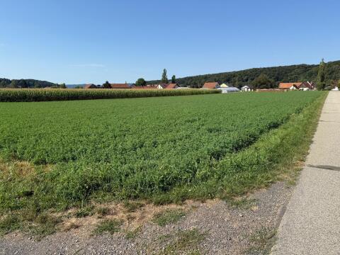 Luzerne ab Feld