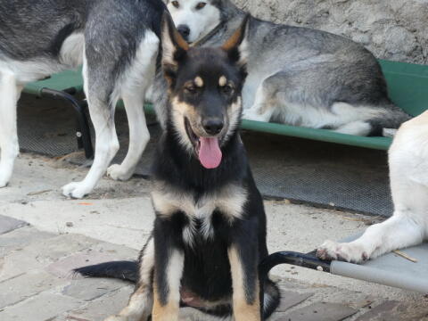 Welpen, Sandros Leisha Dog-Welpen (Wolfsschäferhund)