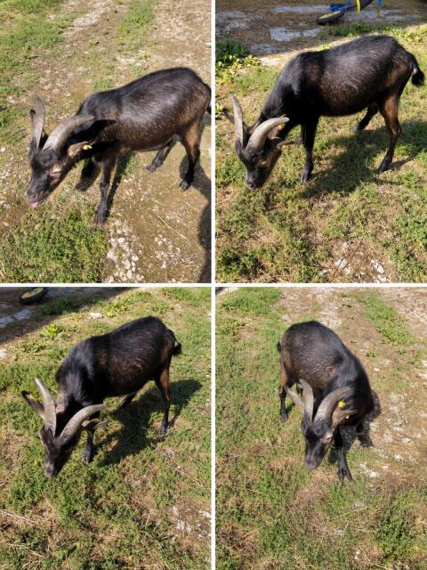 Ziegenbock