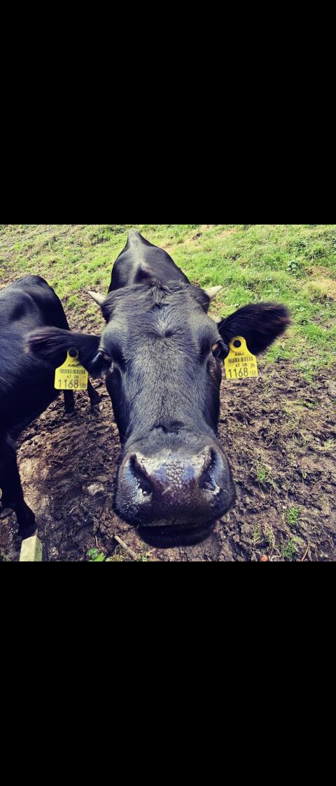 2 Dahomey-Kühe und Stier zu verkaufen