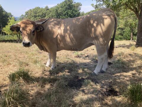 Aubrac Kalbinnen