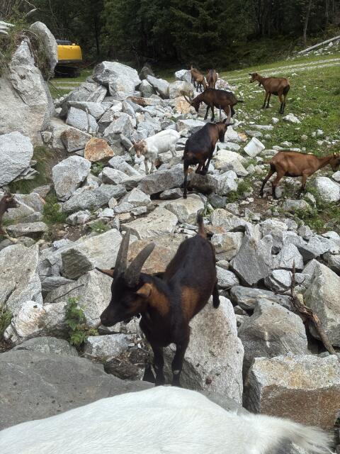 Aosta Bockkitz