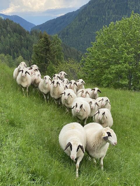 Brillenschaf, Jungschafe abzugeben