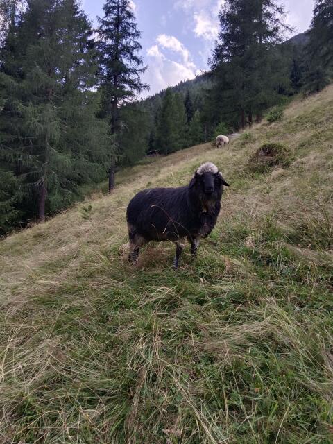 Steinschaf-Kilberln