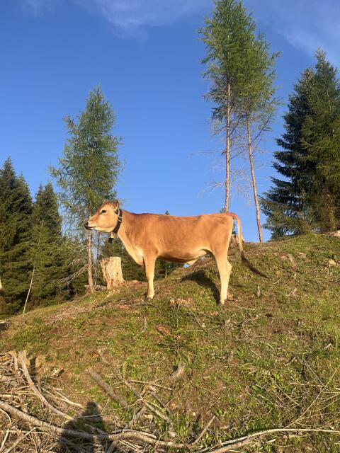 Bio Jersey Kalbinnen zu verkaufen