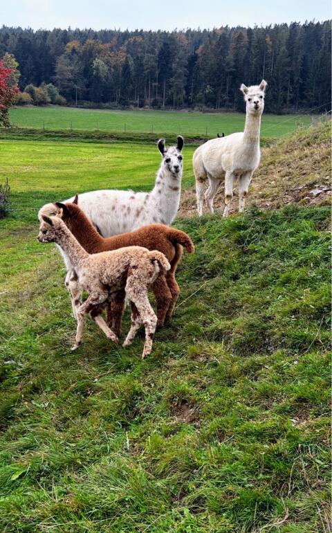 Alpakas, Lamas