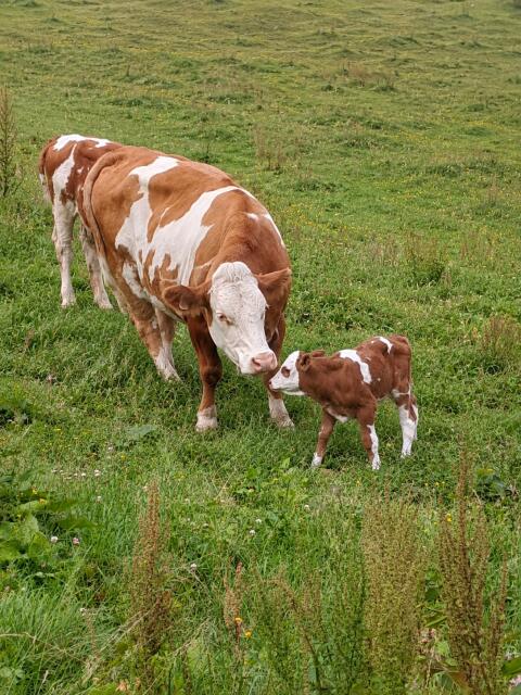 Mutterkuh mit männlichem Stierkalb