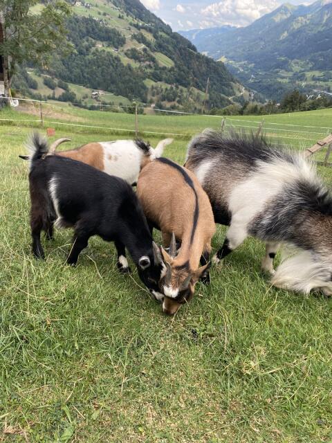 Verkaufe Mini-Zwergziegen