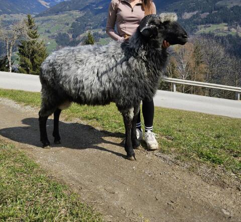 Tiroler Steinschafwidder