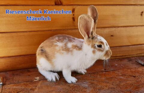Scheck-Mix Kaninchen Rammler