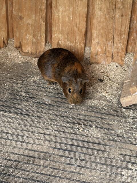 Meerschweinchen abzugeben
