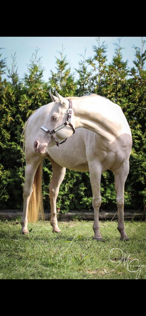 Quarter Horse Zuchtstute