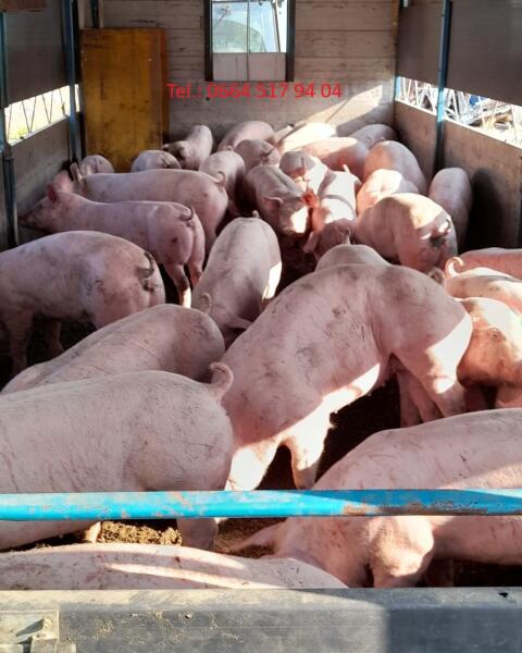 Suche Schweinemäster