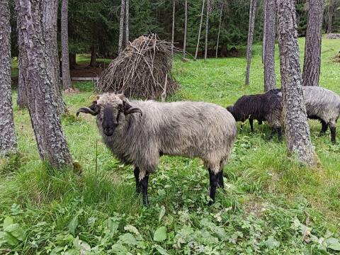 Steinschaf-Widder
