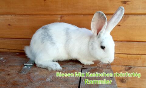 Riesen-Mix-Kaninchen-Rammler