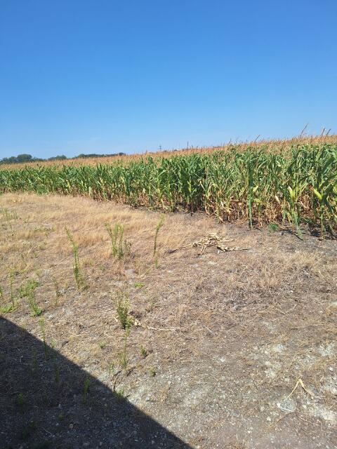 Silagemais