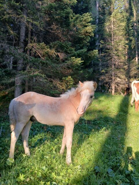 Haflinger Hengstfohlen