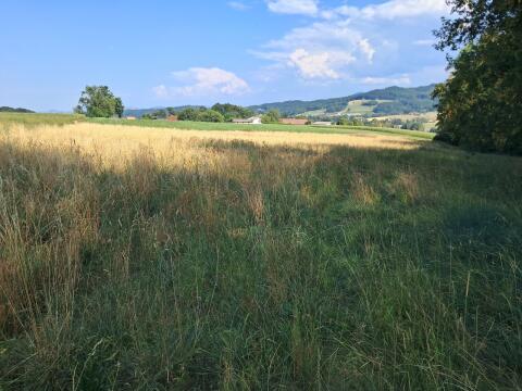 Grünbrache