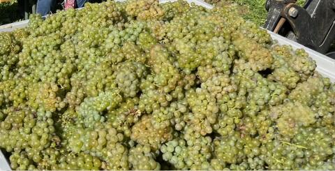 Riesling Weintrauben 2026