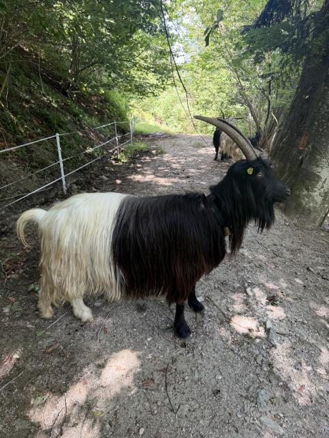 Walliser Schwarzhalsziege