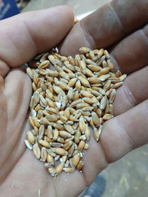 Triticale
