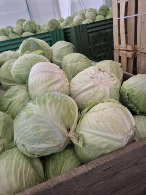 Weißkraut, Kohl