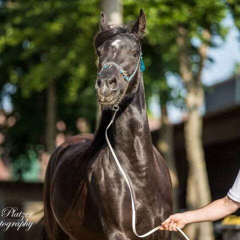 Araberstute trächtig von Quarter-Horse-Hengst