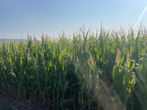 Silomais ab Feld