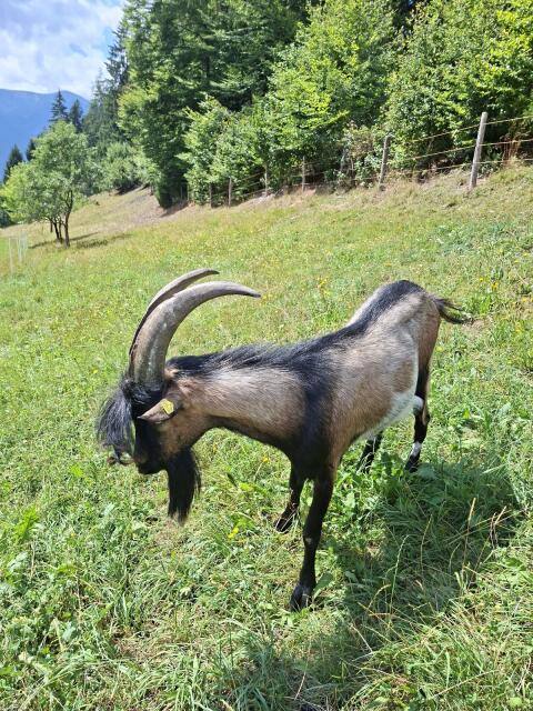 Ziegenbock