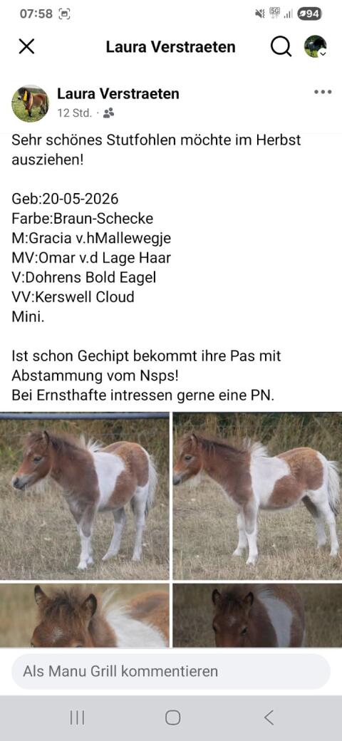 Orig. Minishetlandpony