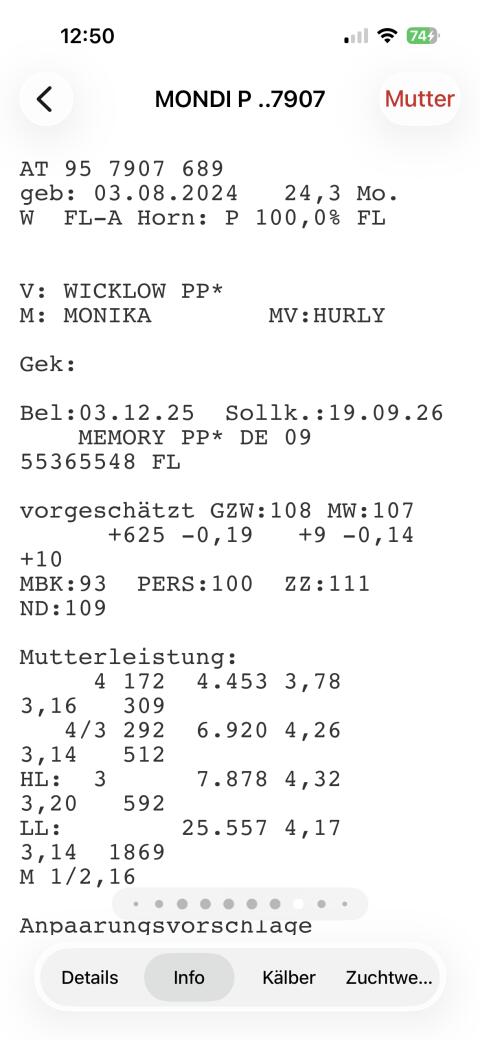 Hochträchtige Bio-Kalbinnen