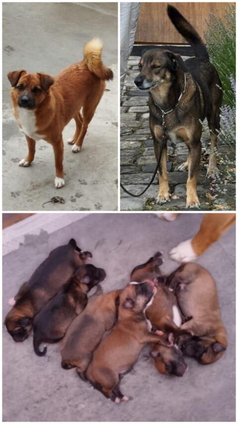Österreichische Pinscher-Welpen